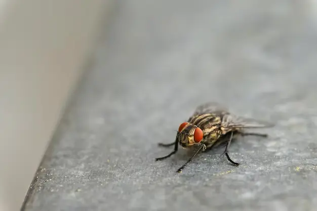 insects-close-up-beautiful-macro-shot-fly_1161-819