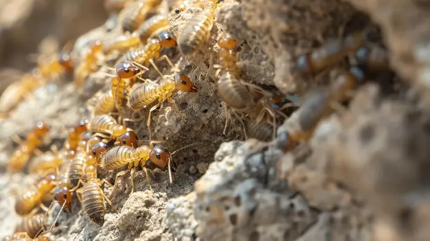 macro-photo-termites-crawling-wooden-surface_14117-740247